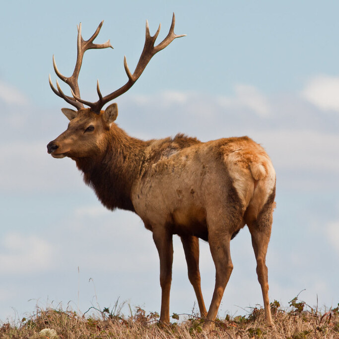 Naturalist Talk: Rewilding Across Wildlands Preserves - logo
